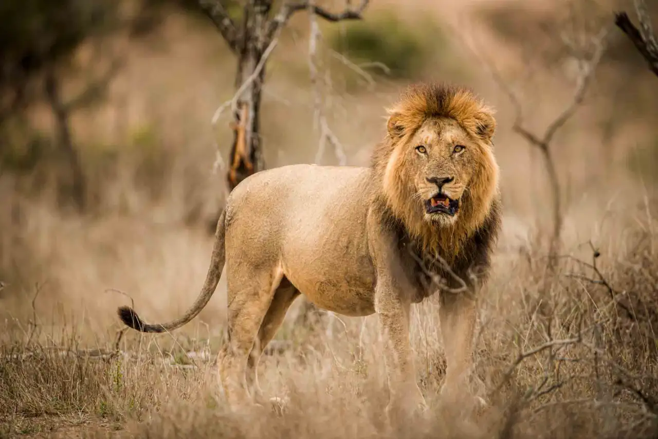 TFC Sasan Gir