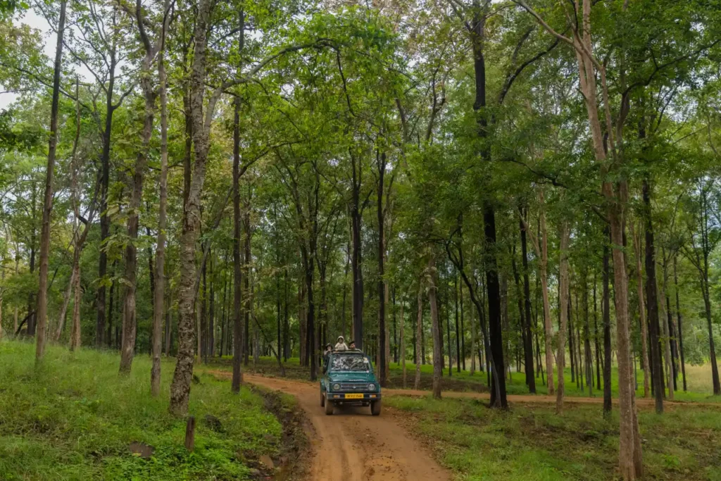 Beyond the Safari: 5 Hidden Gems to Explore Near Madhai (Satpura)