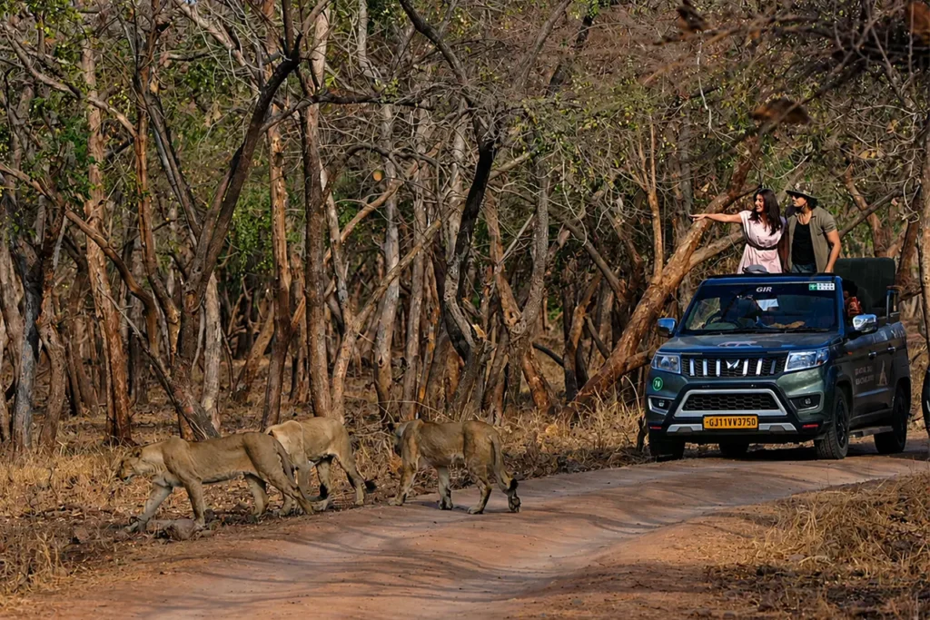 Sasan Gir Safari: The Complete Guide to Spotting India’s Last Wild Asiatic Lions
