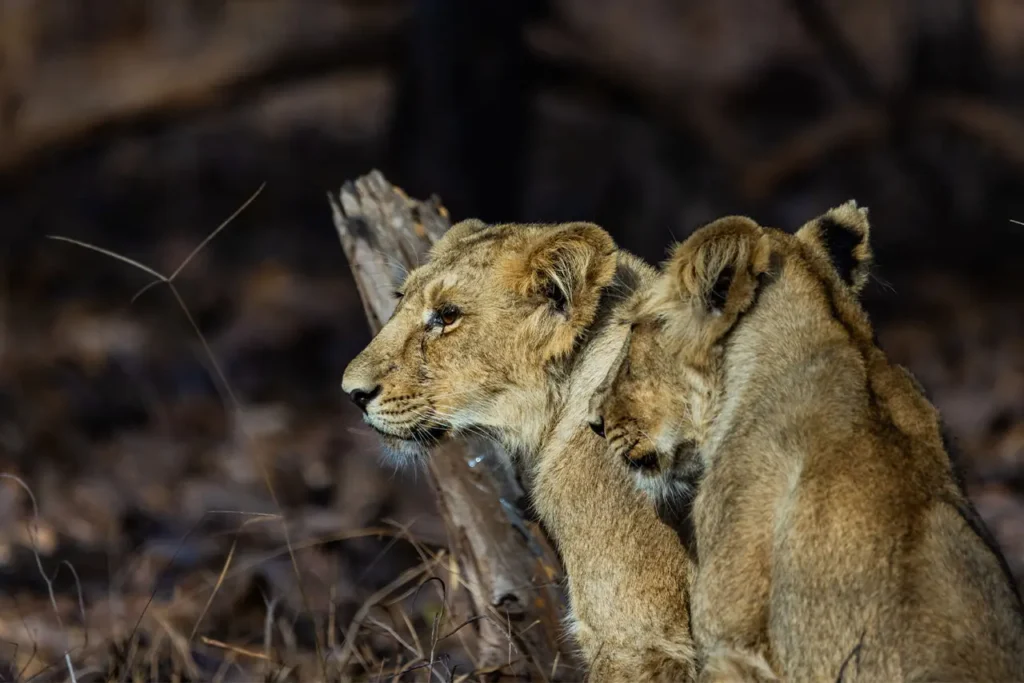 Best Time to Visit Sasan Gir National Park for Lion Safari: A Complete Seasonal Guide