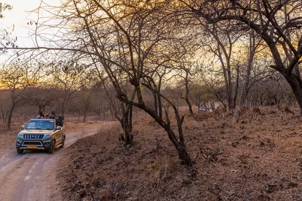 Things to Do in Sasan Gir Besides the Lion Safari: 7 Places Worth a Day