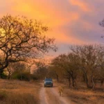From the Himalayas to Asia’s Last Wild Lions: Best Places to Visit in India for Nature Lovers in 2026