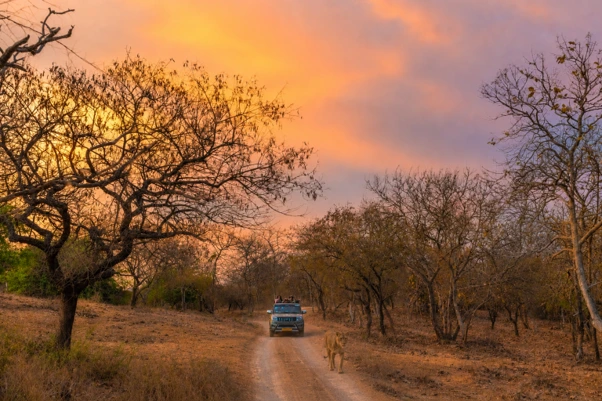 From the Himalayas to Asia’s Last Wild Lions: Best Places to Visit in India for Nature Lovers in 2026