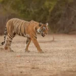 The Ultimate India Travel Guide 2026: Best Wildlife Destinations, Jungles & Luxury Stays