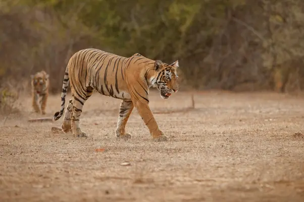 The Ultimate India Travel Guide 2026: Best Wildlife Destinations, Jungles & Luxury Stays